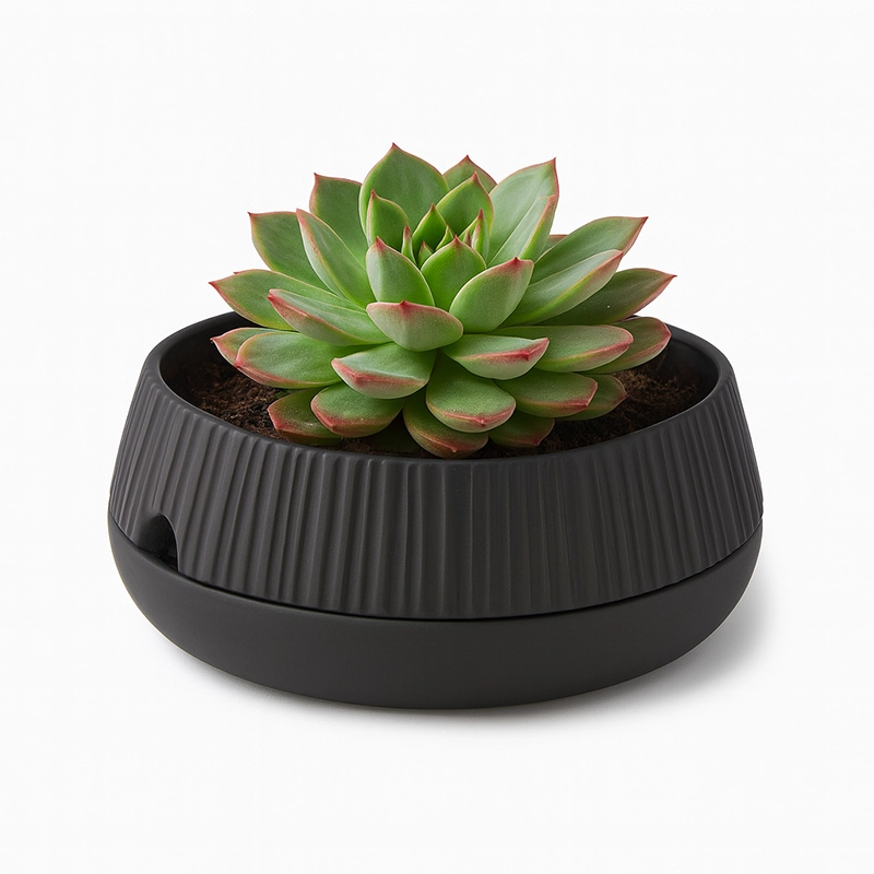 bonkai foto principal