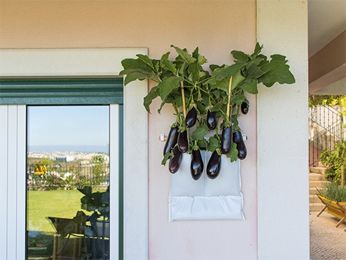 Berinjelas cultivadas em Grootpots