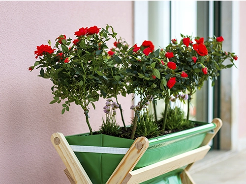 HouseFarm cultivando flores ornamentais