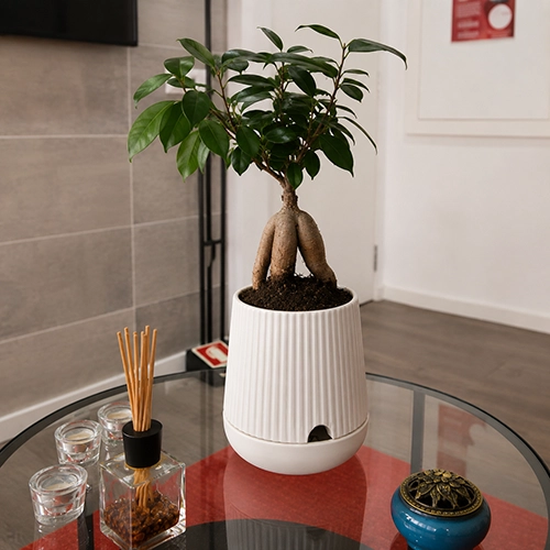 Vaso Grootpots em ambiente interior