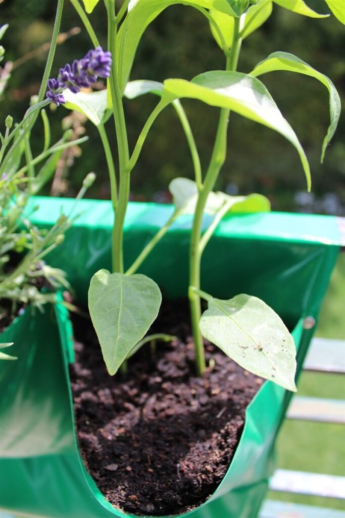 Um pimento a crescer na bolsa do Wall Farm — Grootpots