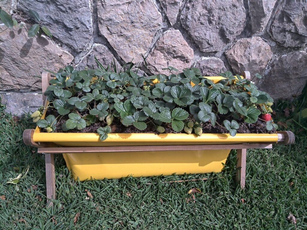 Morangueiros no House Farm amarelo — Grootpots