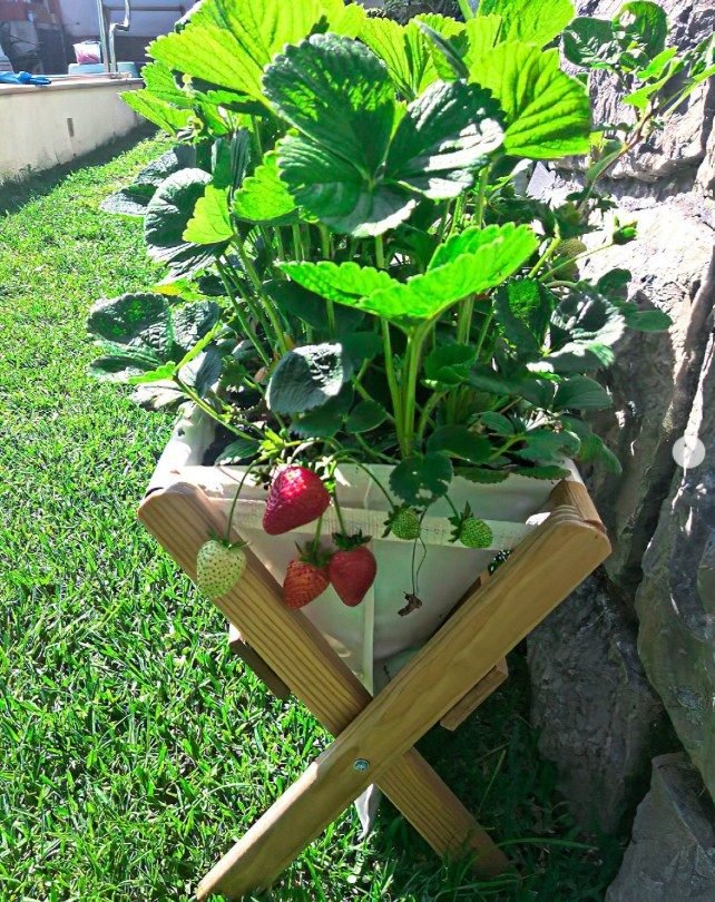 Morangos maduros no House Farm — Grootpots
