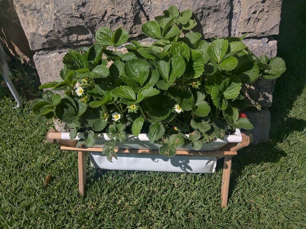 House Farm com morangueiros no jardim — Grootpots