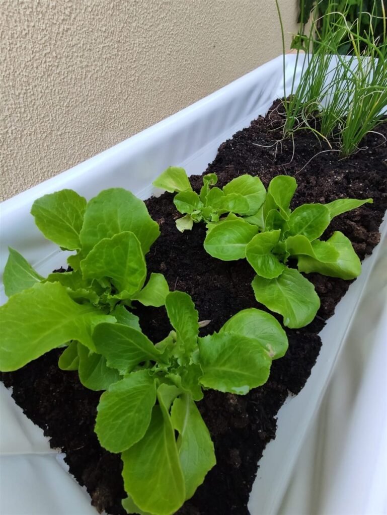 Alfaces a crescer no House Farm — Grootpots