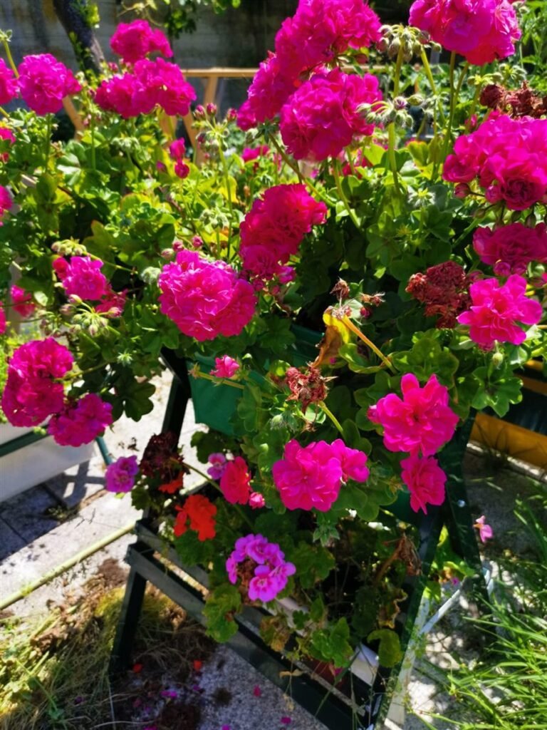 Flores em plena floração — Grootpots