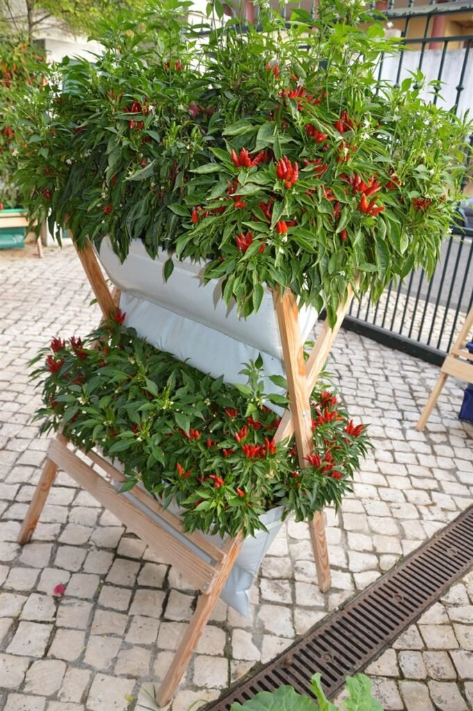 Farm Duo com pimentos — Grootpots